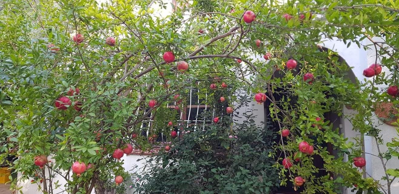 Il Giardino Di Frafa Quartu SantʼElena Exterior foto